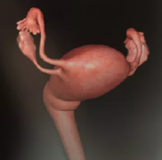 一周一周发育中的宝宝