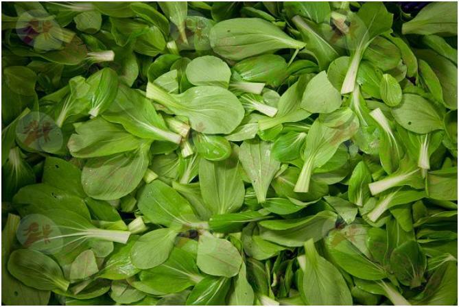 大力水手的最爱！「菠菜」对身体的22个好处，超百搭、抗癌、提升免疫力...