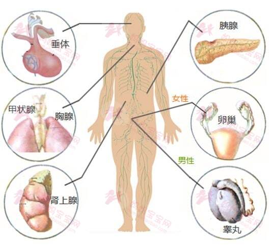 雌激素过多是怎么回事（女性体内雌激素过多）