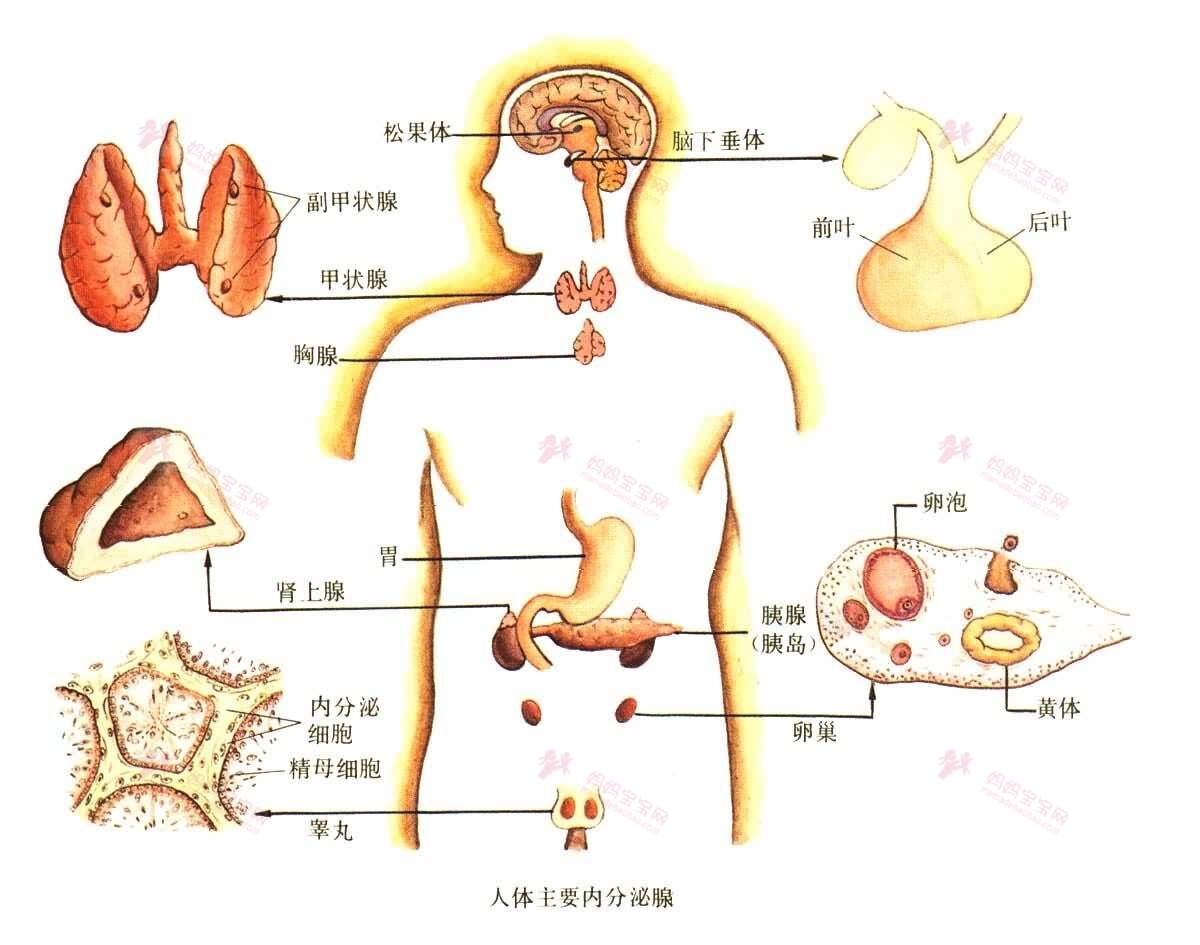 雌激素过多是怎么回事（女性体内雌激素过多）