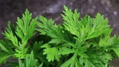 解密艾叶草的神奇功效：从食疗到泡浴，全方位探索艾叶草的妙用