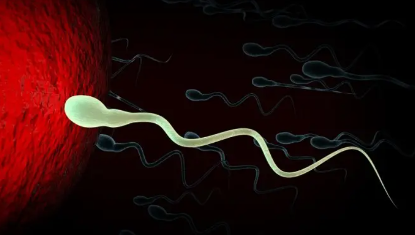 男性孕前准备报告异常？教你两大调养精虫方法！