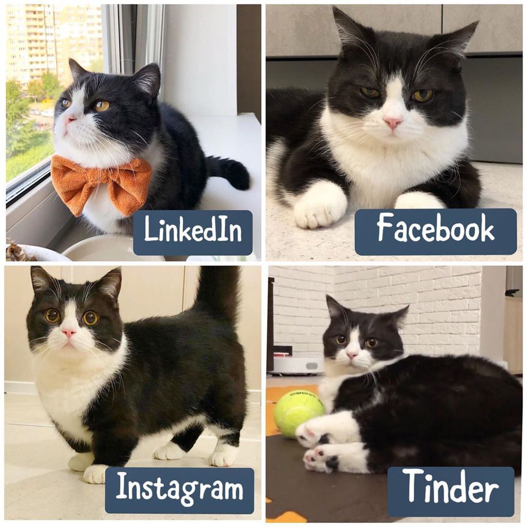 有片丶短腿超萌！俄罗斯宠物猫成IG网红圈粉5万网友