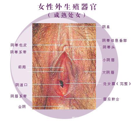 史上最真实的女人阴道图片