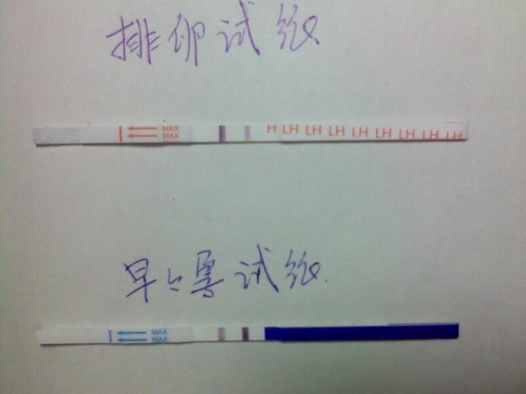 排卵试纸强阳后多久排卵？受孕几天能测出