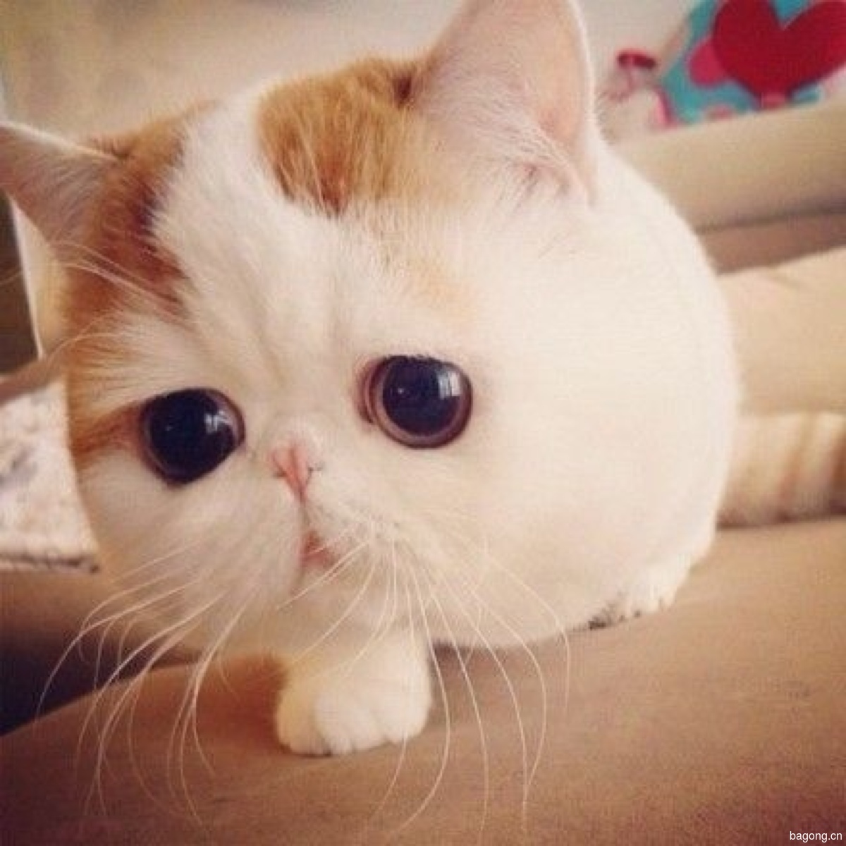 孕妇梦见猫是什么意思?家里有孕妇能不能养猫?