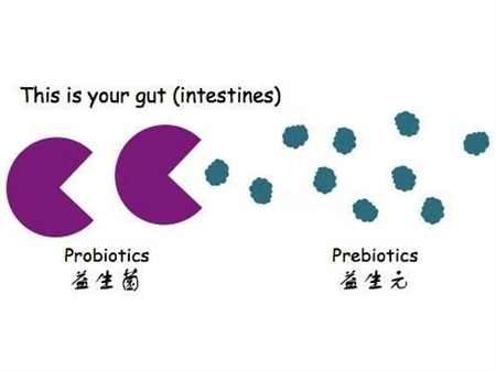 益生元和益生菌的区别2 益生元和益生菌的区别,一共有这五点