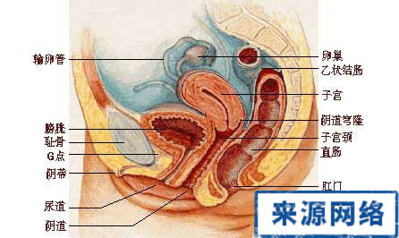女性生殖器官之-阴道图片