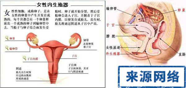 女性生殖器官之-阴道图片