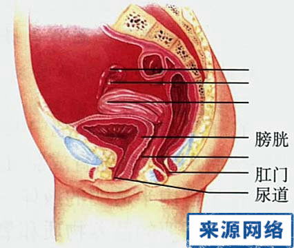 女性生殖器官之-阴道图片