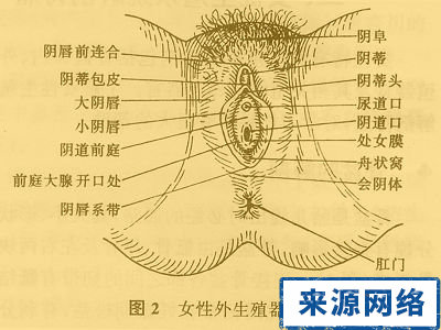 女性阴道图片 了解女性生理 女性阴道图片 了解女性生理