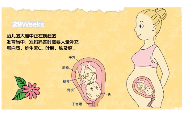 【怀孕29周】怀孕29周胎儿发育情况_怀孕29周注意事项