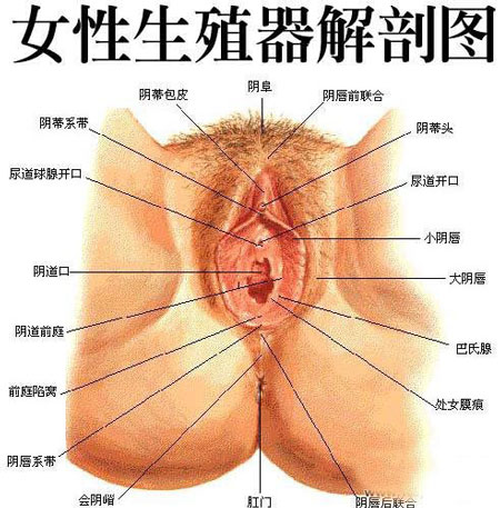 女性外生殖器阴唇实图 大阴唇的作用
