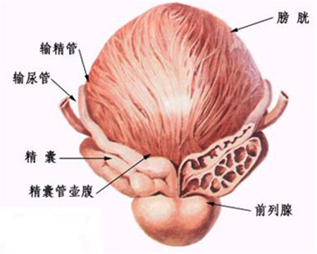 男性前列腺在什么位置图片 你对前列腺了解多少？