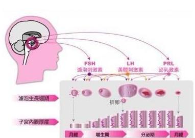 排卵期的计算方法：准确计算排卵日也是一种自我关爱