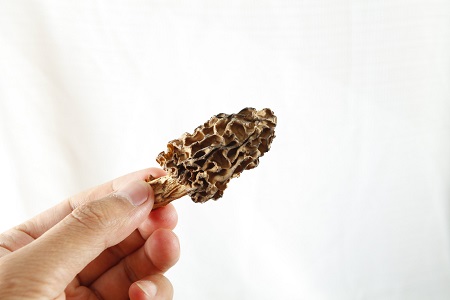 羊肚菌多少钱一斤 价格让人吃惊