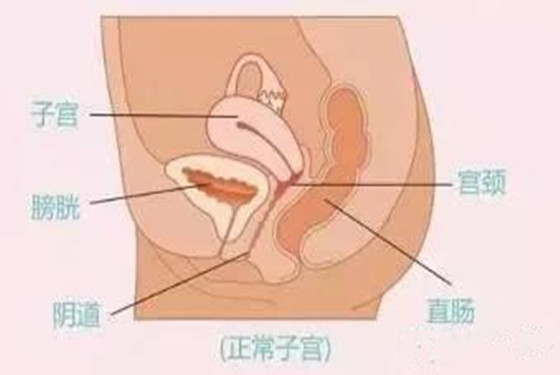 关于子宫前位容易怀男孩吗的问题 网友们这样说