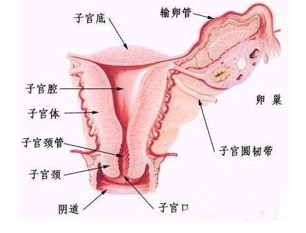 生理知识，女性生理结构解剖图与分析