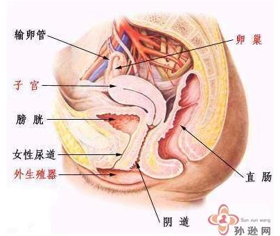 生理知识，女性生理结构解剖图与分析