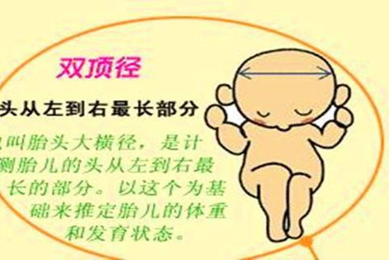 胎儿双顶径是什么意思 7个字为你揭晓答案