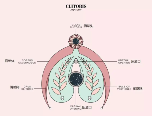 你真的了解你的阴蒂吗