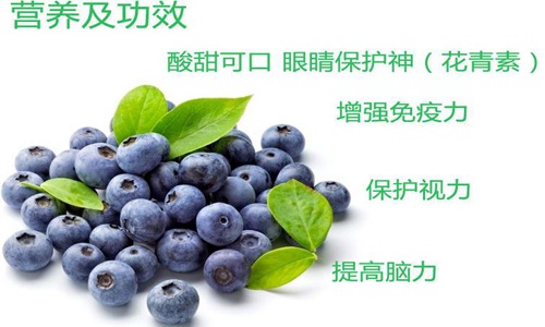 蓝莓的功效与作用不仅仅是护眼,别嫌它贵真的物有所值！