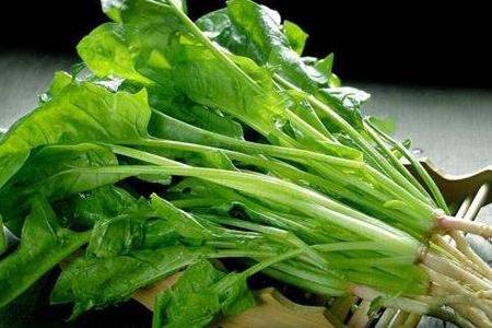 菠菜的营养价值和功效 菠菜的家常做法