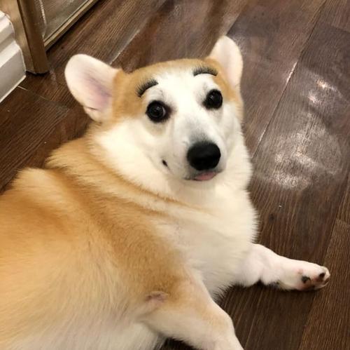 孕妇梦见狗咬自己是什么意思