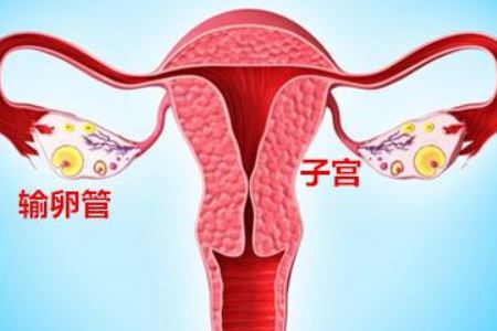 输卵管肿大是什么原因