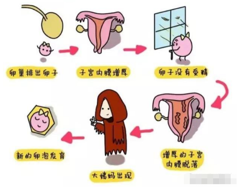 为什么女人怀孕后就不来月经了？这个常识,女性都有必要了解