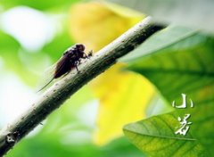 小暑