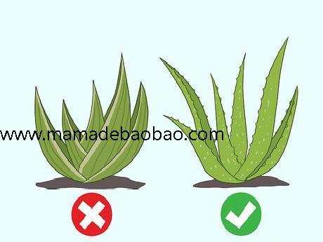 3种方法来用芦荟护肤(滋润皮肤)