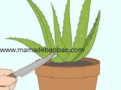 3种方法来用芦荟护肤(滋润皮肤)